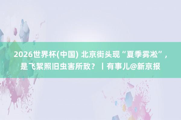2026世界杯(中国) 北京街头现“夏季雾凇”,是飞絮照旧虫害所致?丨有事儿@新京报